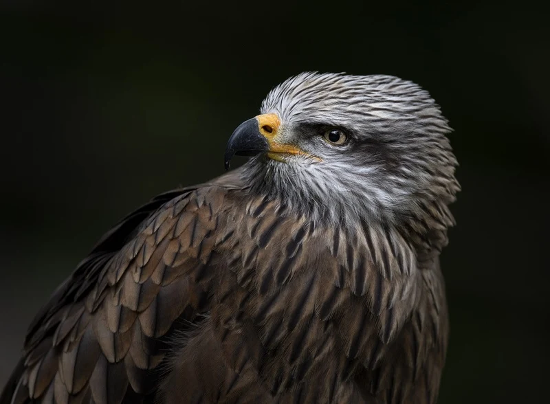 Red Kite