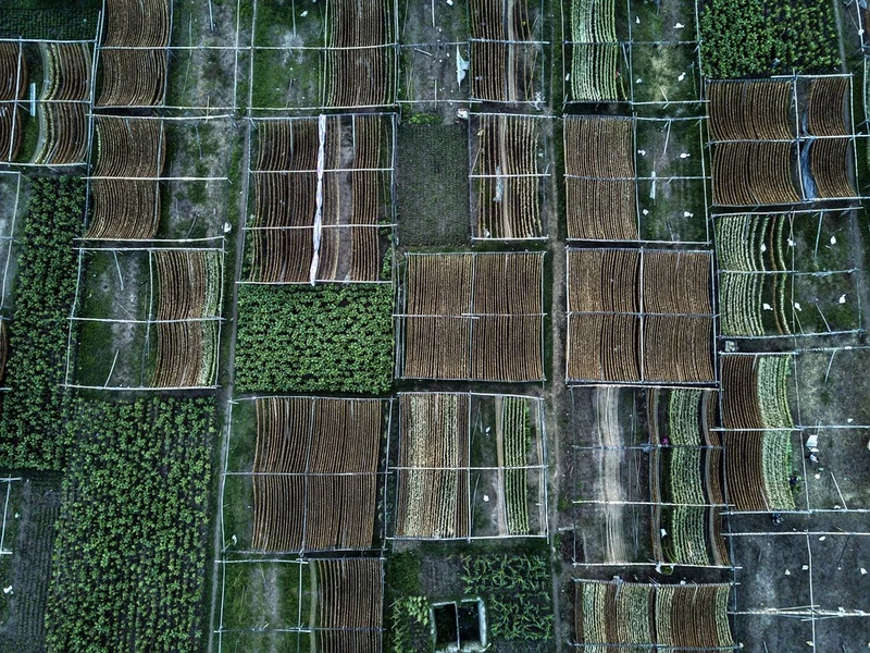 Fantastic pattern