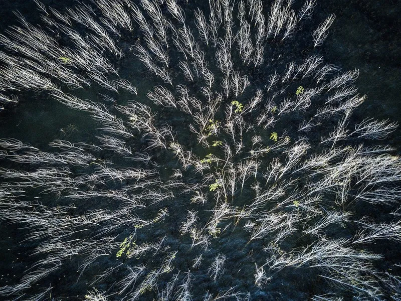 Blue mangrove