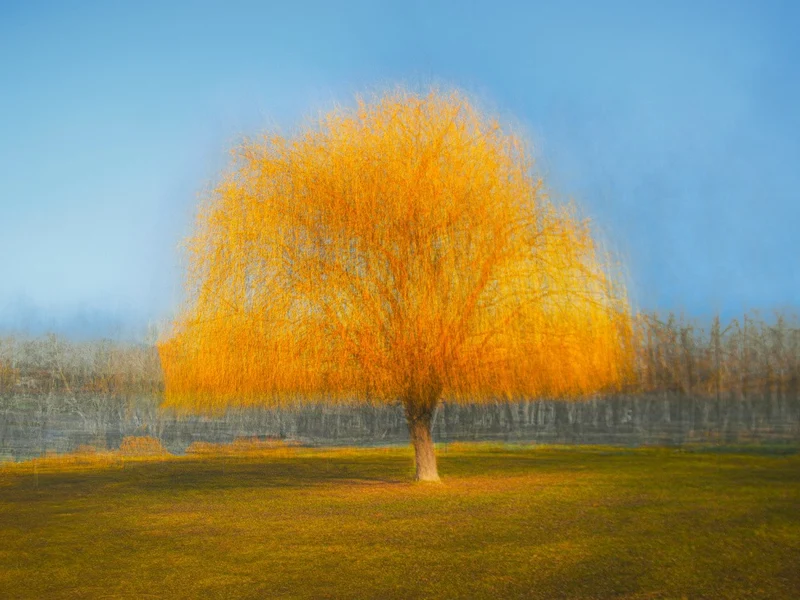 Willow tree
