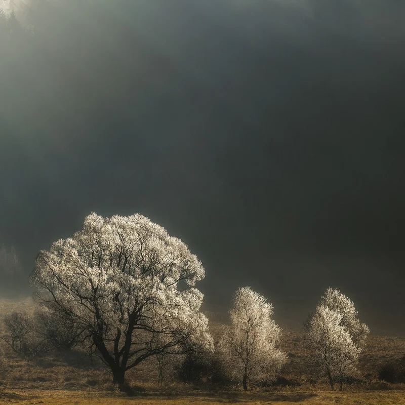 Brilliant Trees