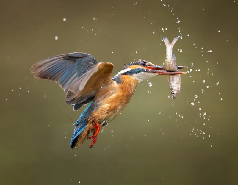 Don't swallow me!