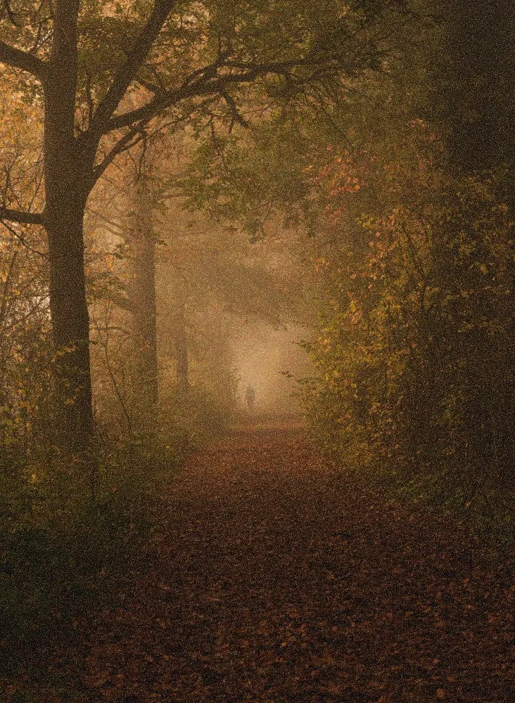 Magical forest