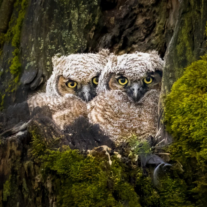 Owl baby