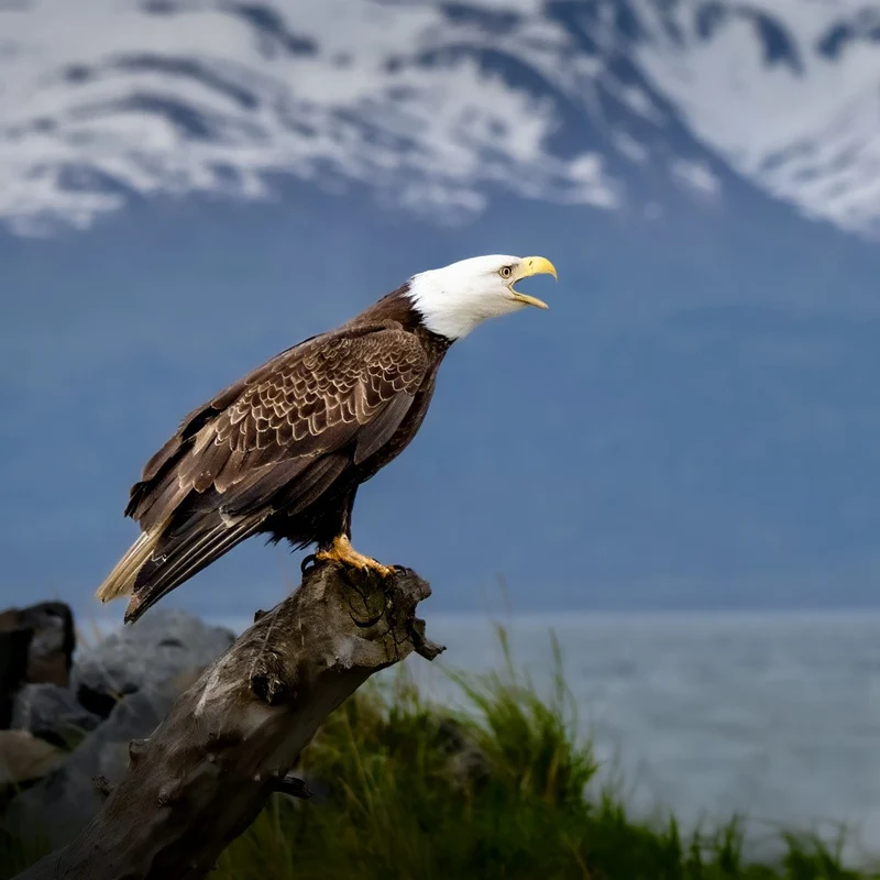 Homa Alaska