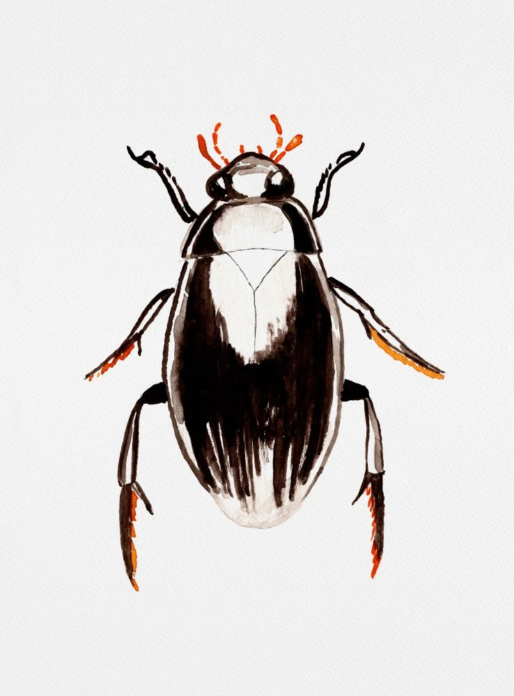 Water scavenger beetle or Hydrophilus aterrimus