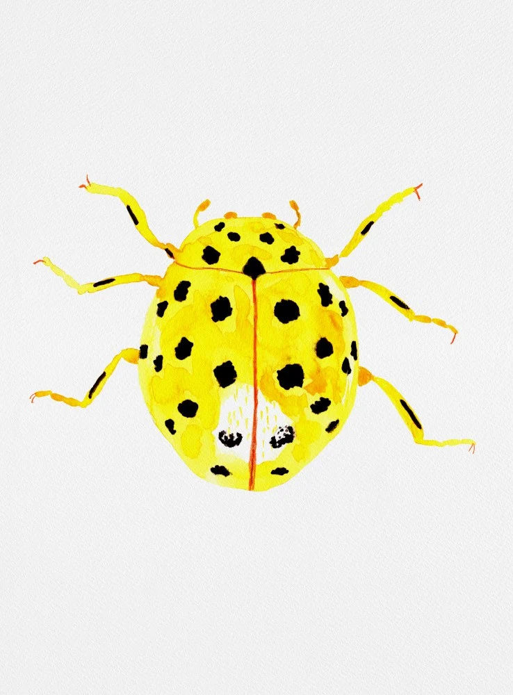 The 22-spot ladybird or Psyllobora vigintiduopunctata