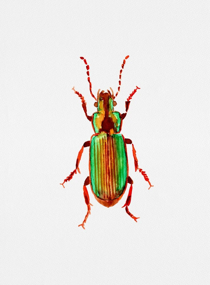 Carabidae ground beetle or Harpalus distinguendus