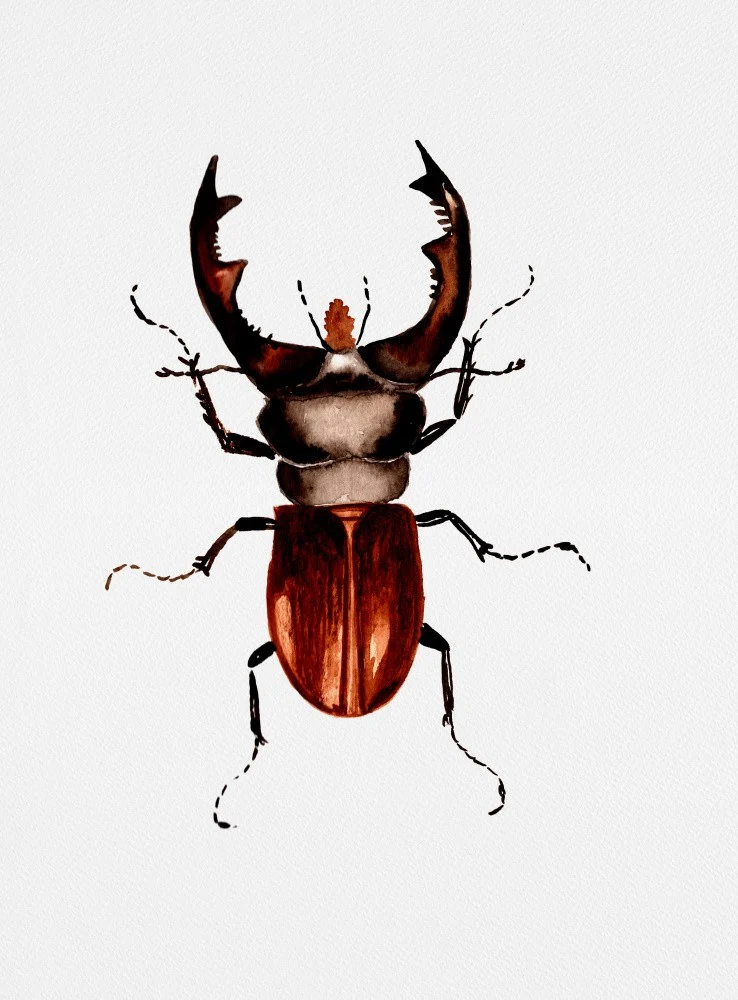 Stag beetle or Lucanus cervus