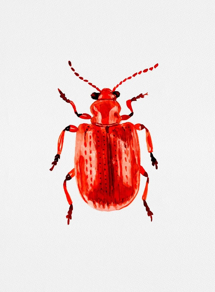 Onion beetle or Lilioceris merdigera