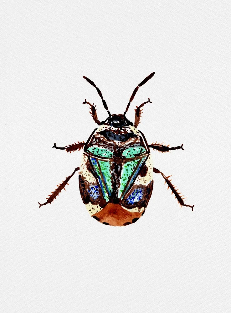 Pied shield bug or Tritomegas bicolor