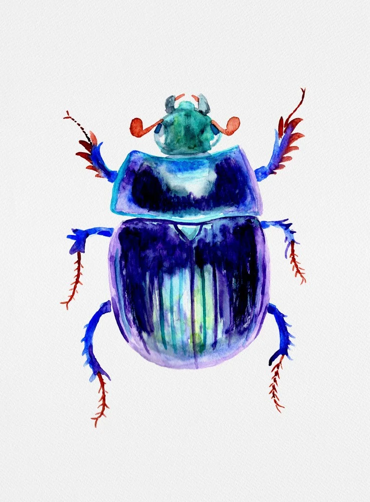 Earth-boring dung beetle or Anoplotrupes stercorosus