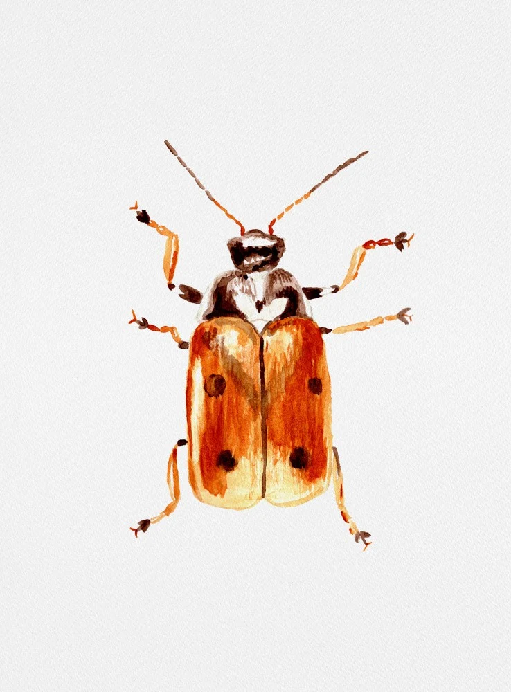 Another leaf beetle the Cryptocephalus cordiger