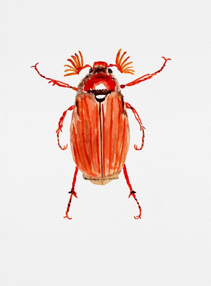 Forest cockchafer or Melolontha hippocastani