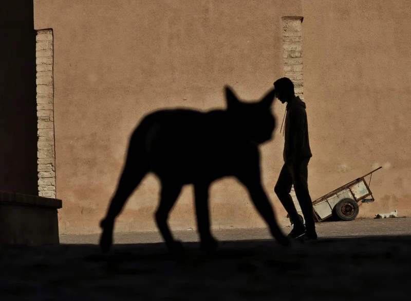 Cat on street