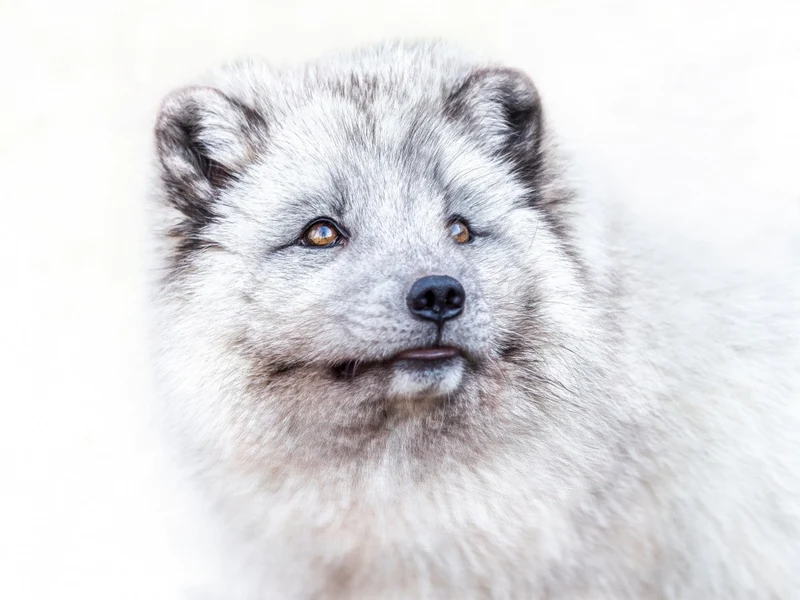 fox polaris