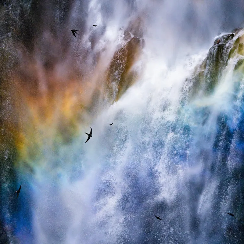 Birds living by the waterfall