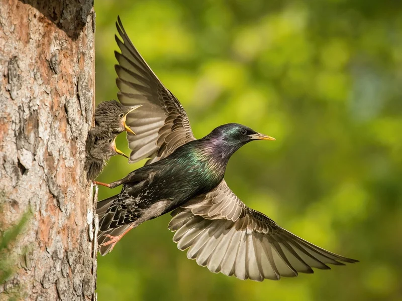 The Common Starling, Sturnus vulgaris