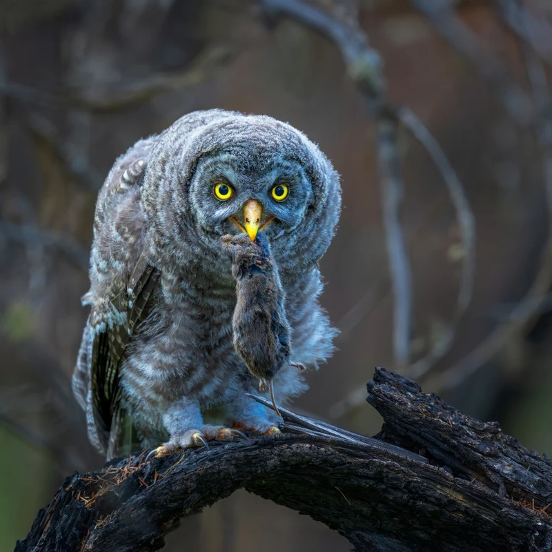 Owlet Guarding for the Food