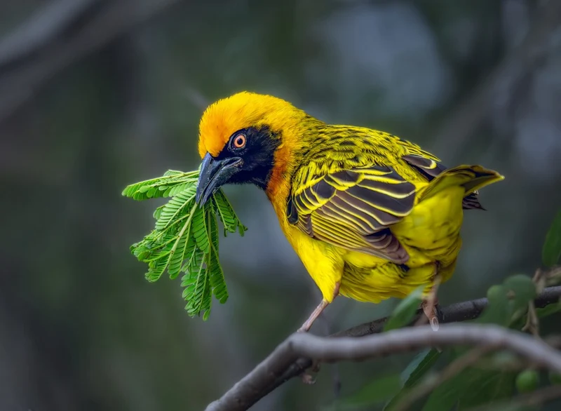 Nest Builder