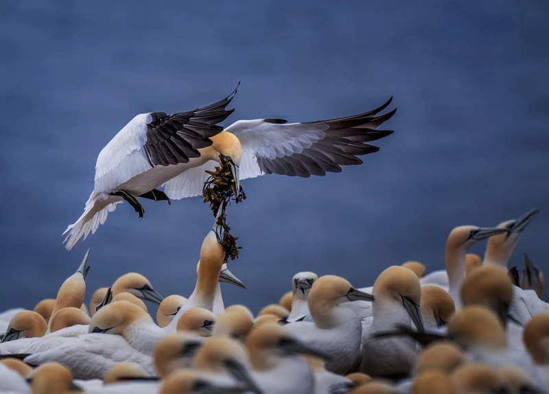 The Gift Above the Sea
