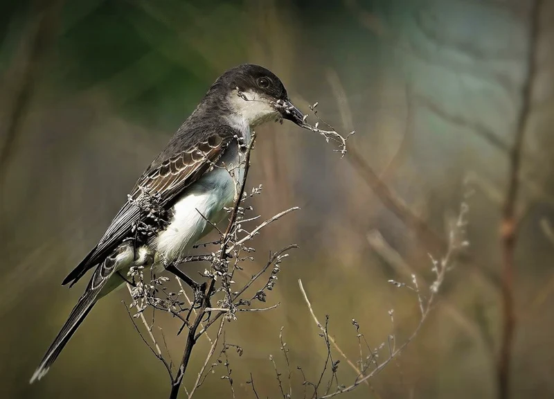 Building a nest