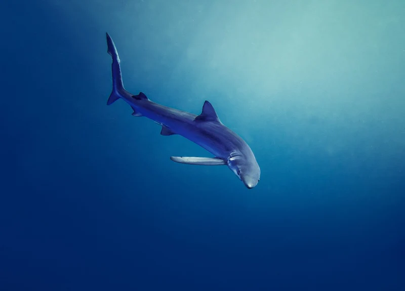 In Deep Blue