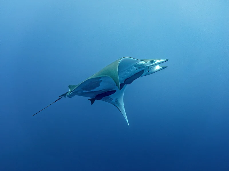 Meeting in the Blue