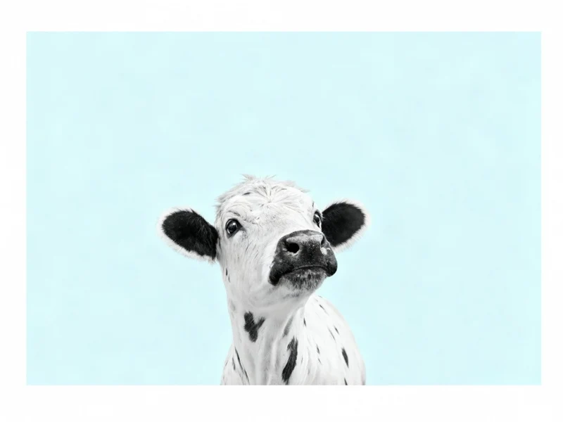 Holstein Baby Cow