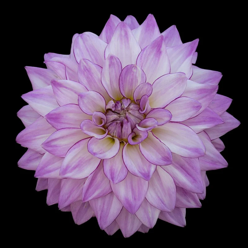 Purple heart