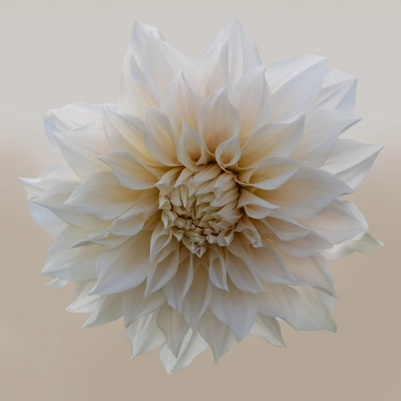 Pristine white