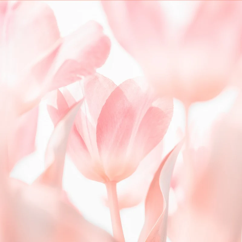 Pink it is