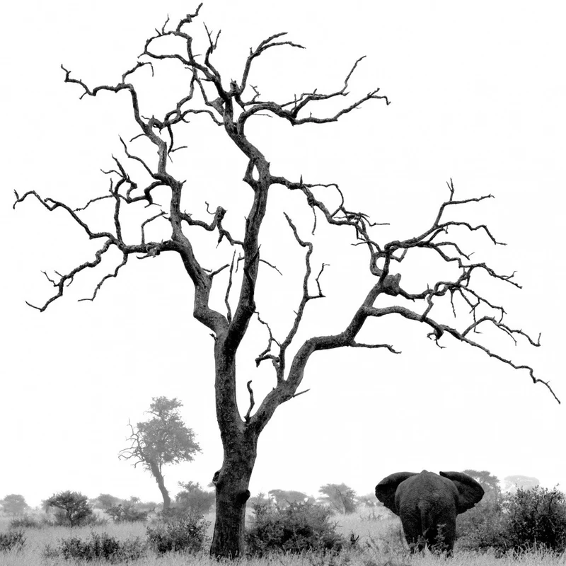 Two giants in the bush