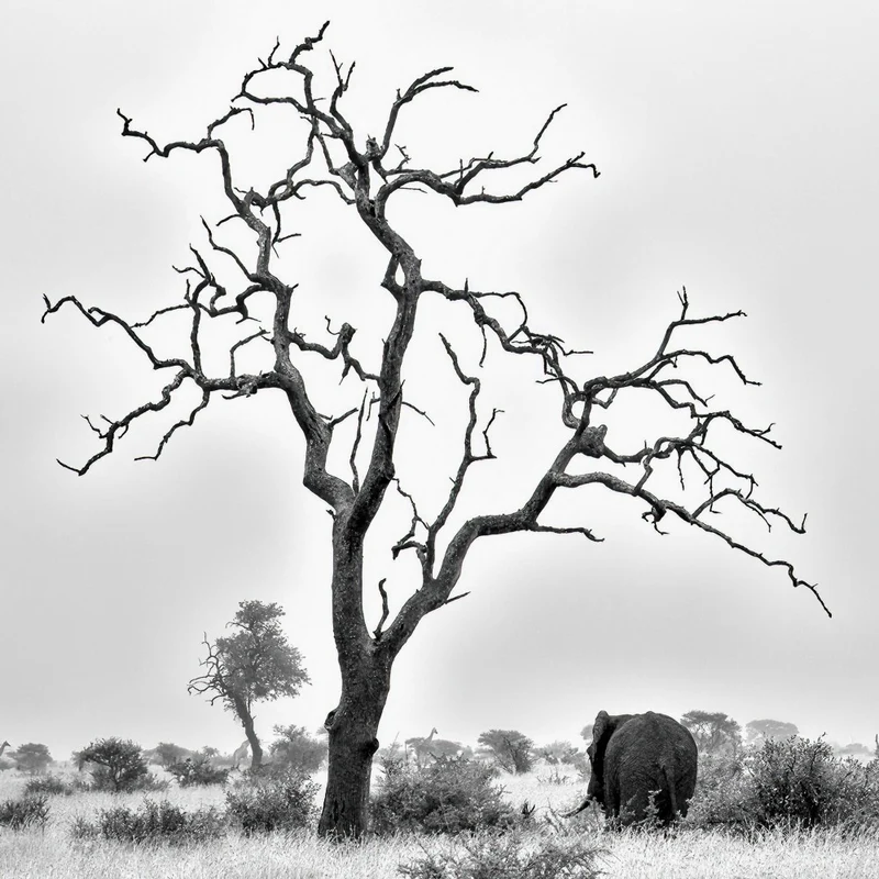 African Bush