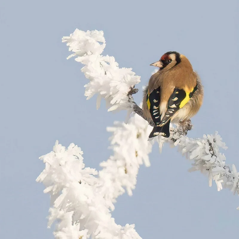 European Goldfinch in winter