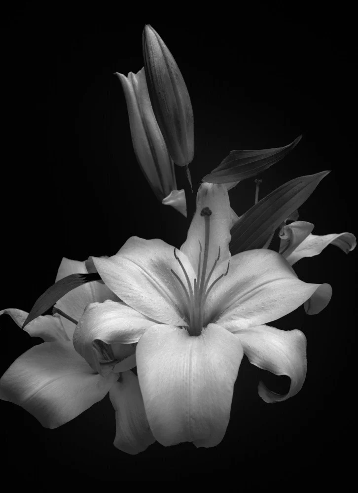 Lilium