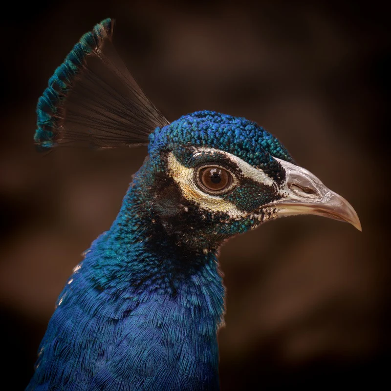 Portrait of a male peacock