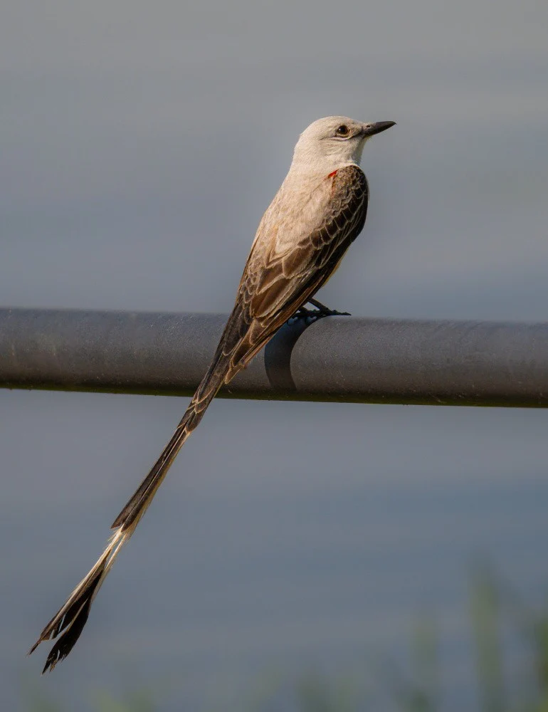 Scissor-tailed flycatcher portrait
