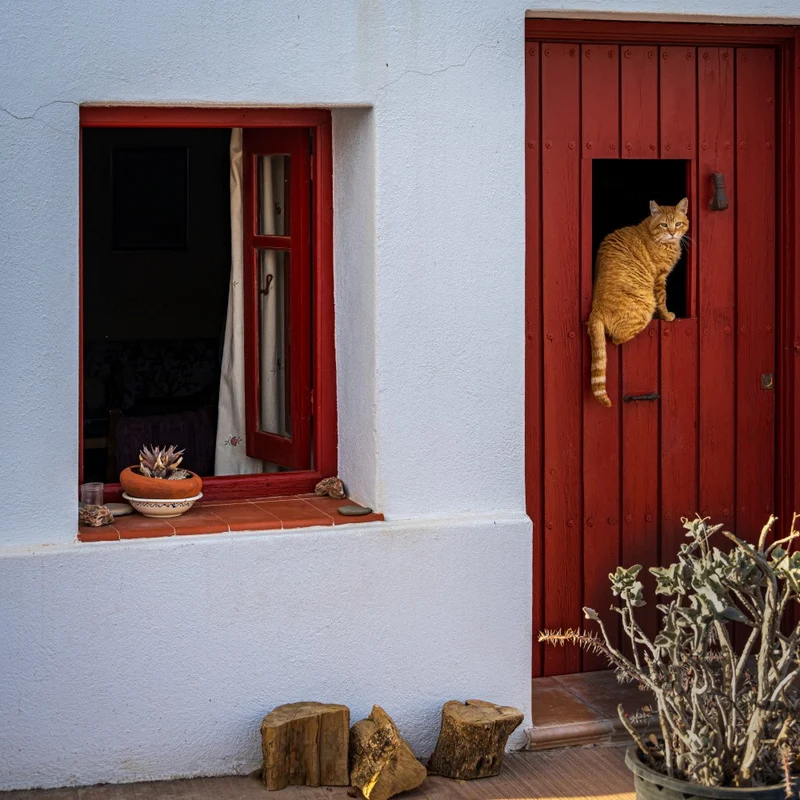 Cat and window