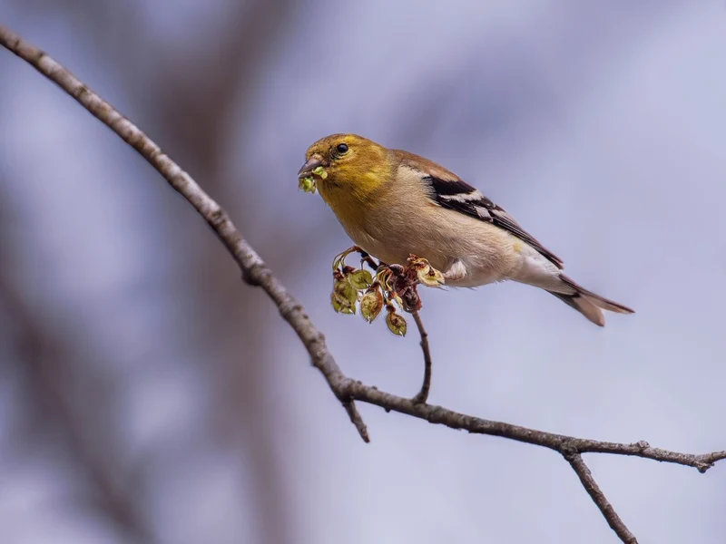 American Goldfinch