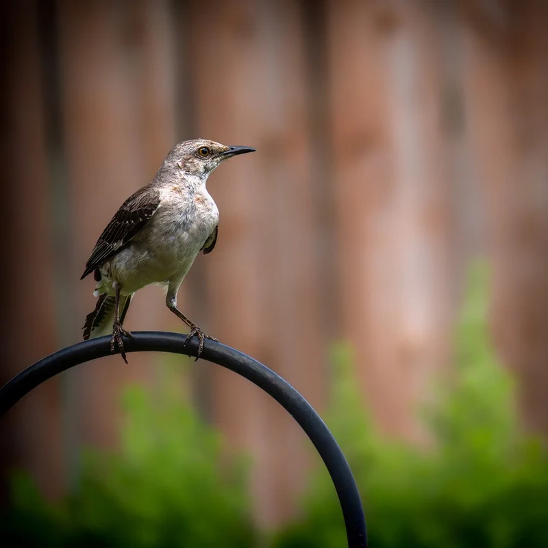 Perched