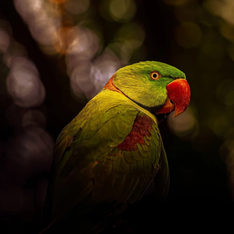 Parrot Portrait