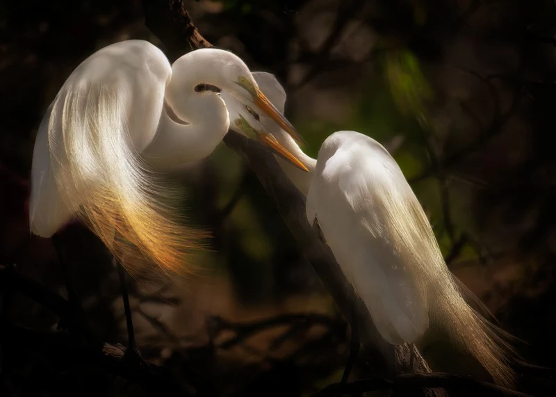 Gentle