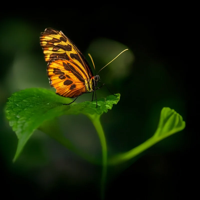 On the top leaf