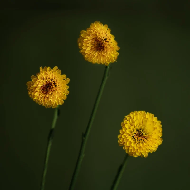 Sunny three