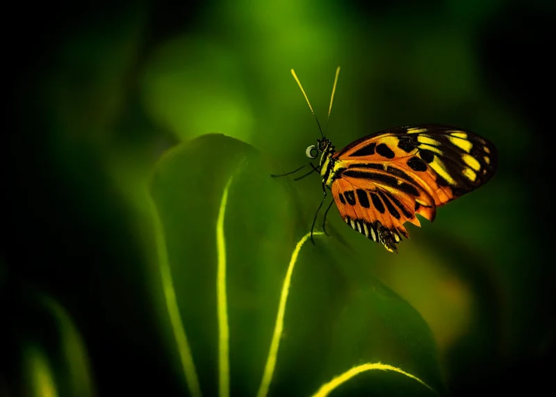 Leading to butterfly