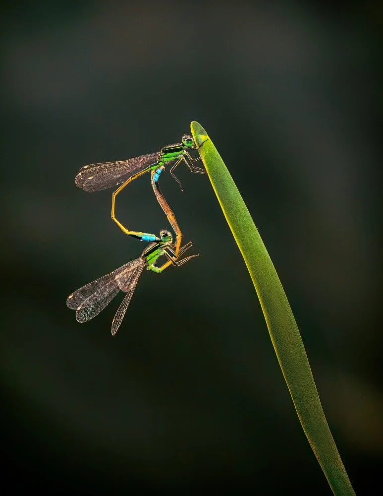 Balancing act