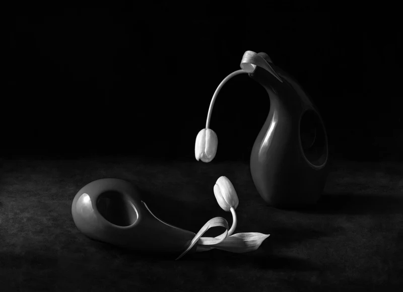 Two Tulips