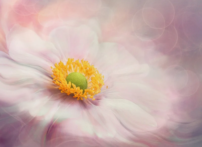 Dreams of Flower