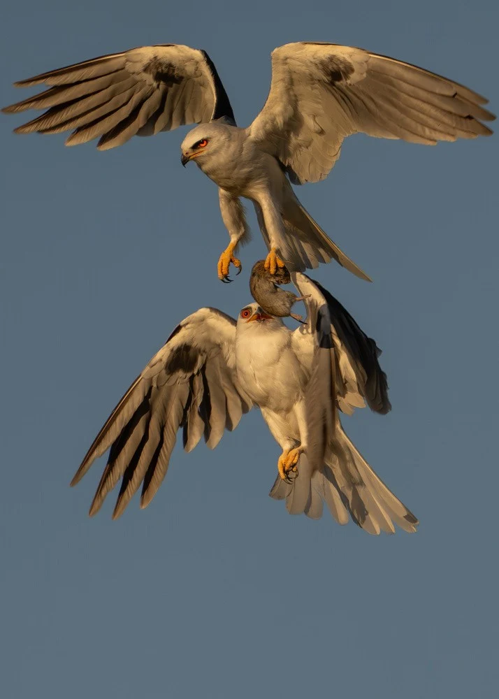 White Tailed Kite - Food Exchange